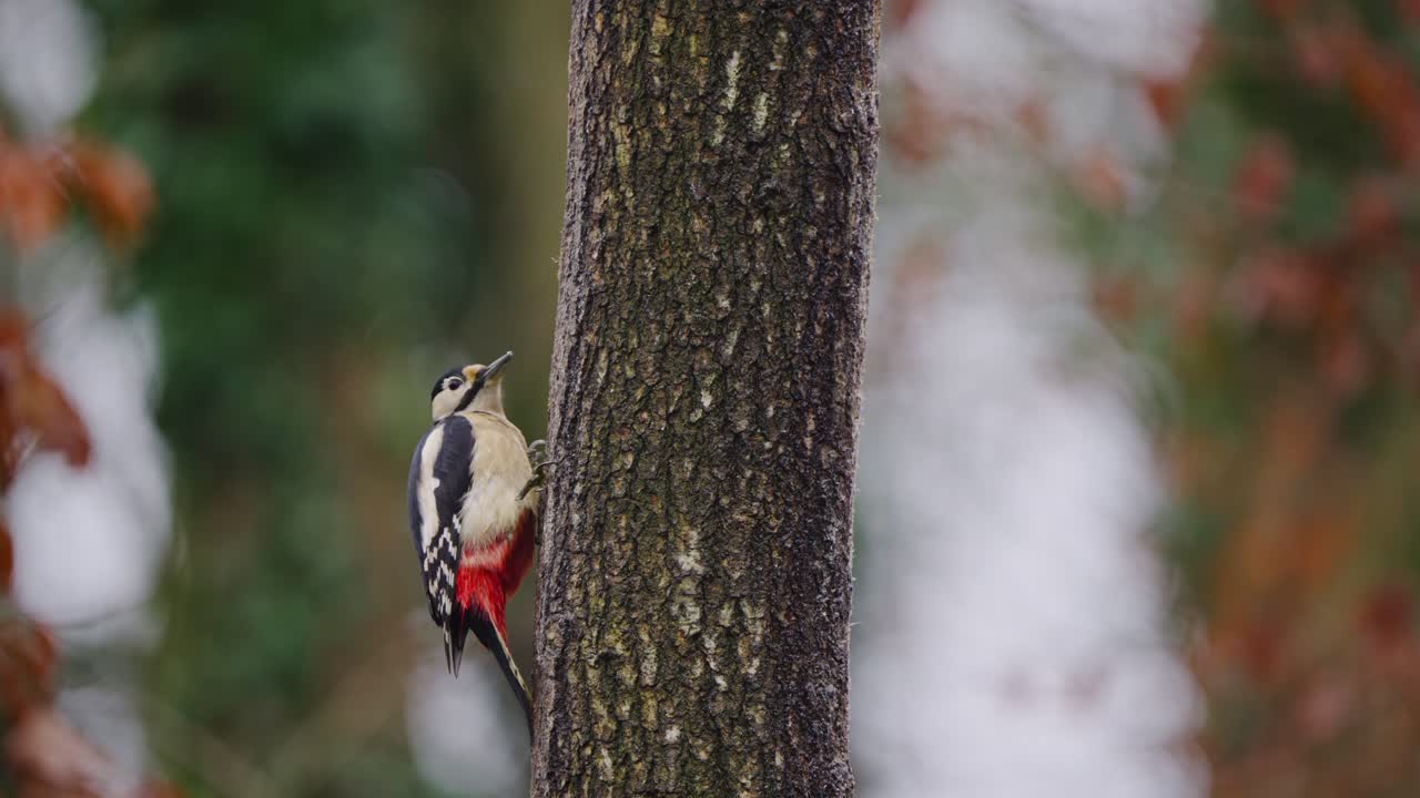 Woodpecker pauses on vertical pine trunk, soft background blur and ambient forest tones