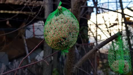 bird food ball in green netting hanging from tree during winter season