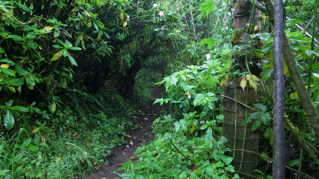Static shot of a narrow forest path surrounded by lush vegetation gently swaying in a light breeze. Natural and peaceful atmosphere