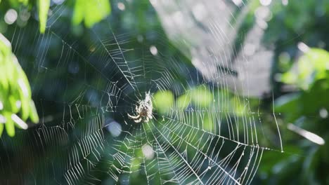 Close-up,-rack-focus-showing-3-different-spiders-in-their-webs-waiting-for-prey-to-get-stuck