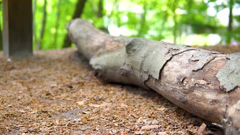 árboles-Rotos-En-El-Clima-Costero