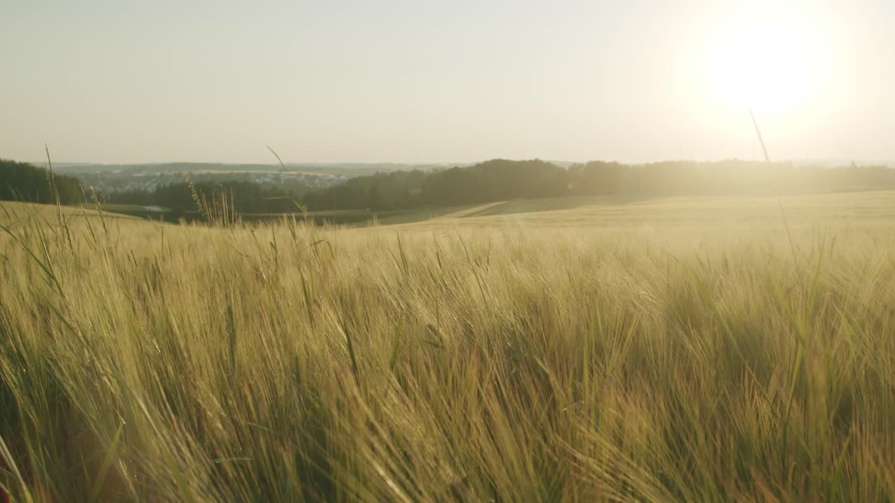 toma estática de un campo de trigo dorado en un día soleado con hermosa retroiluminación por el sol