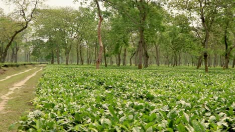 Paisaje-De-Jardín-De-Té-Con-Muchos-árboles-En-El-Día-Desde-Un-ángulo-Plano