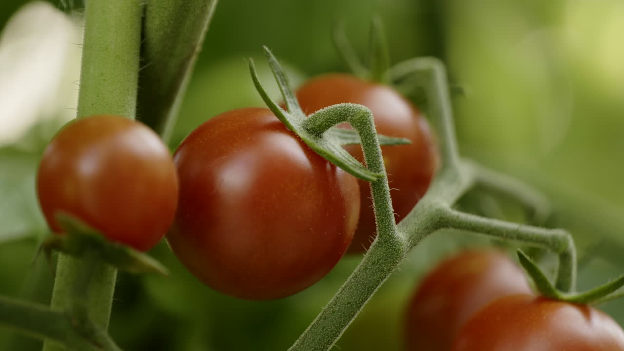 Close-up of Cherry Tomatoes on the Vine