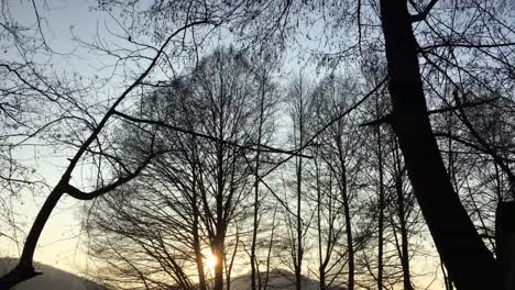 walking on a forest road, early spring season, with beautiful light coming from sunset