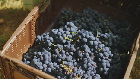 Grapes in a Box