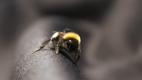 Intimidating-Bumble-bee-on-black-fabric-crawling-towards-camera