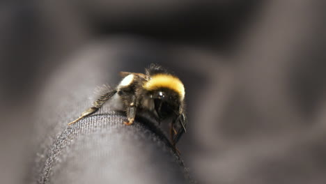 Einschüchternde-Hummel-Auf-Schwarzem-Stoff,-Die-In-Richtung-Kamera-Kriecht