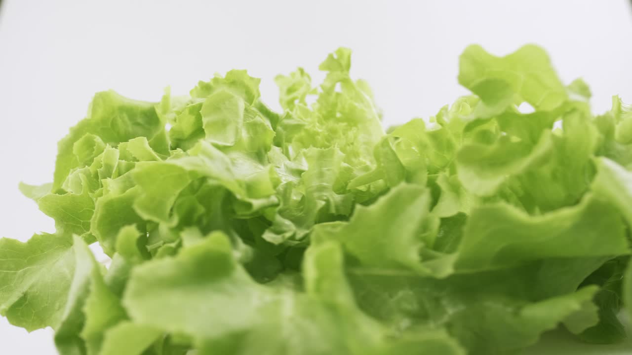 la lechuga fresca de roble verde plantada al estilo hidropónico está bellamente colocada y gira lentamente