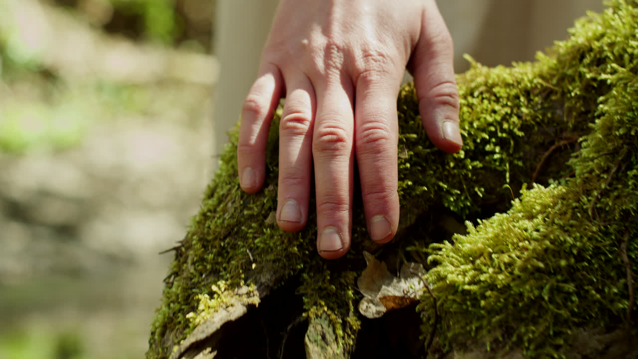 Hand touching moss on a tree trunk