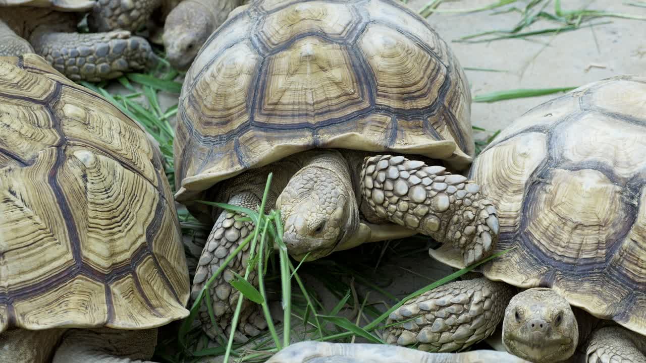 Explore serene moment of tortoises peacefully grazing in their natural habitat