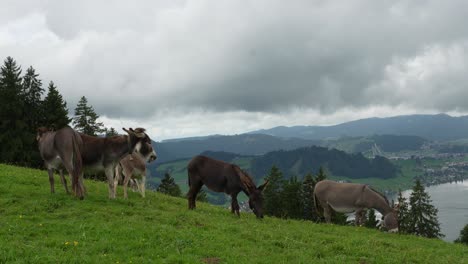 a panoramic view of several donkeys grazing peacefully on a grassy hillside with a beautiful swiss lake, forest, and distant village in the background