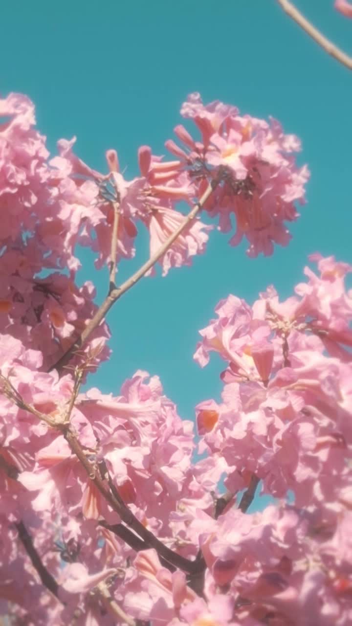 Pink Flowers Blooming Against a Clear Blue Sky