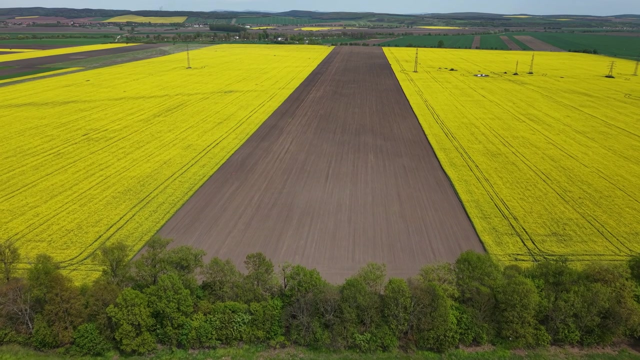 An aerial drone perspective of vibrant yellow blooming rapeseed fields bordering a country road, showcasing geometric agricultural land patterns.