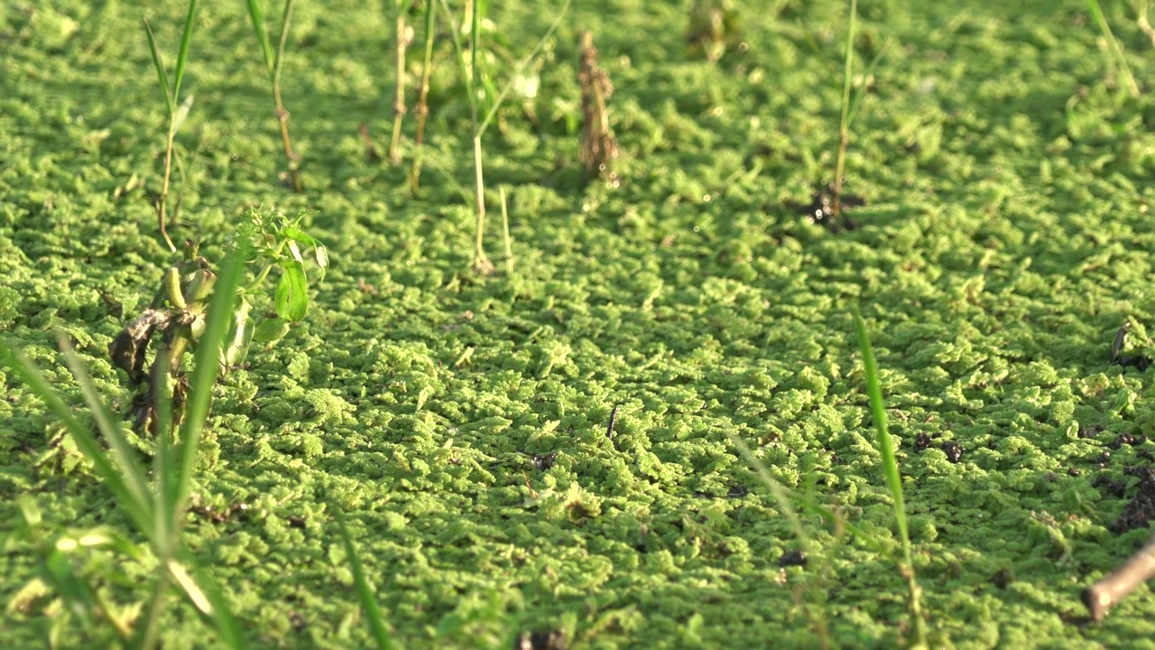 Lenticchia d'acqua verde che copre la superficie di uno stagno immobile