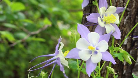 la hermosa flor del estado de colorado. aguileña de las montañas rocosas