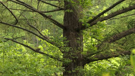 Red-Squirrel-Babies-Playing-in-Tree-Branches,-Jumping-Around