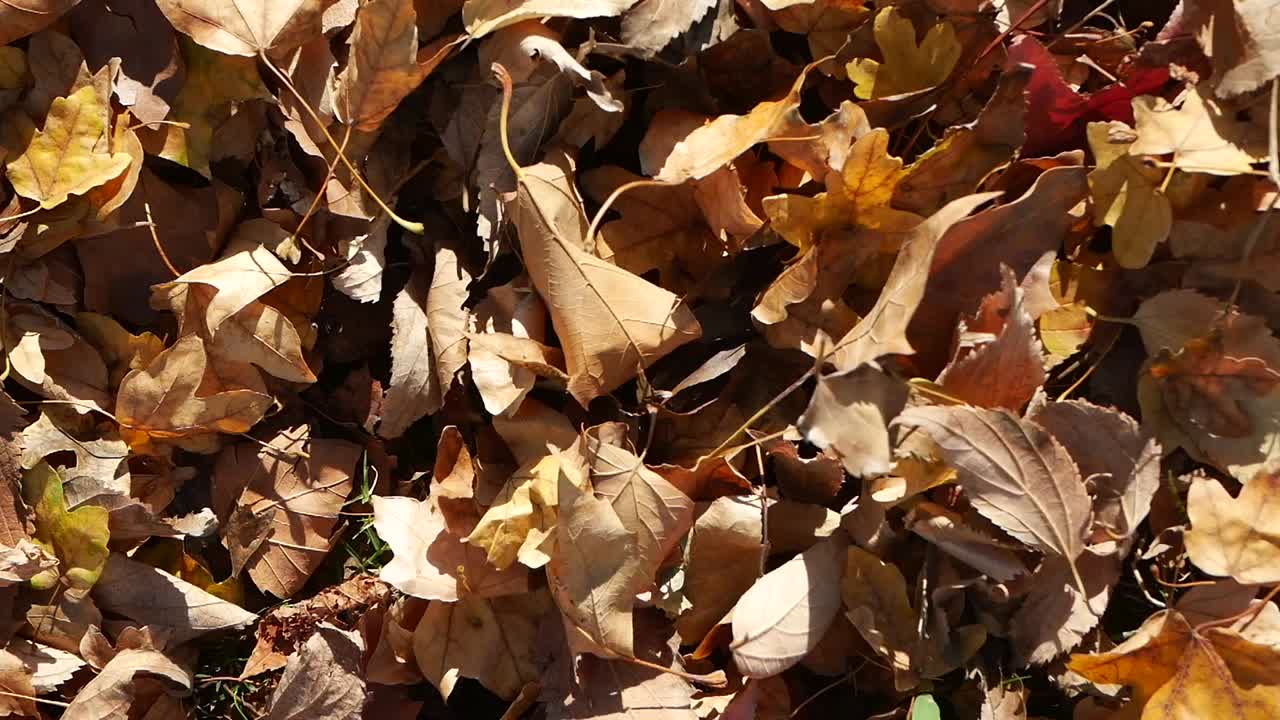 Las hojas de otoño en el suelo