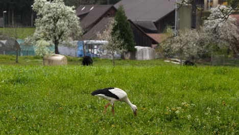 Ein-Storch-Sucht-Auf-Einem-Bauernhof-Auf-Einer-Grünen-Wiese-Nach-Nahrung