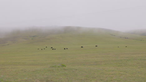 Cows-graze-grass-on-grassy-field-as-fog-rolls-over-the-hillside