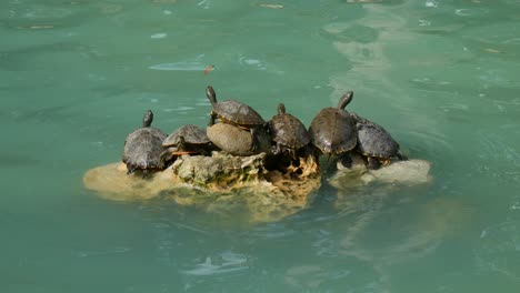 un grupo de tortugas sentadas en una roca en un estanque