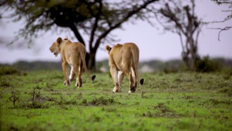 pair of lionesses walking away