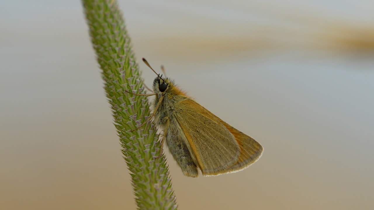disparo macro de una mariposa sentada en una cuchilla verde ligeramente balanceada