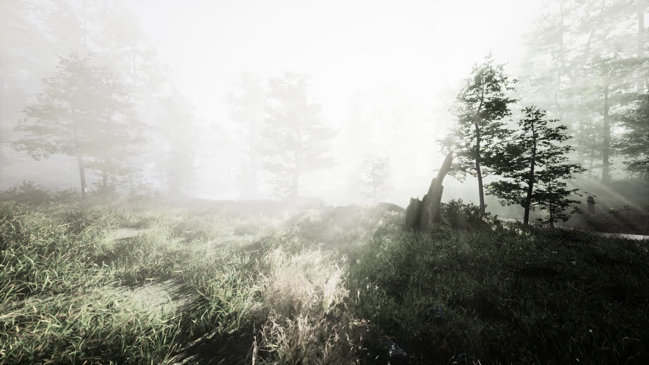 따뜻한 빛의 광선과 함께 마법의 어두운 가을 숲 풍경