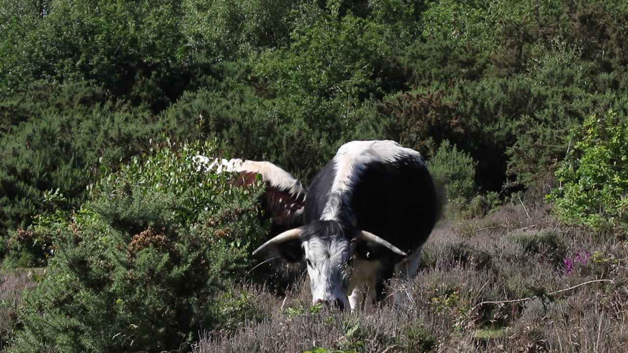 longhorn británico en kinver edge, staffordshire