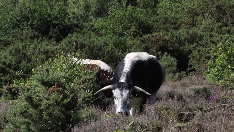 British-Longhorn-at-Kinver-Edge,-Staffordshire