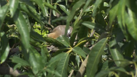este pájaro etíope se esconde dentro de las hojas y espera a que la mariquita juegue