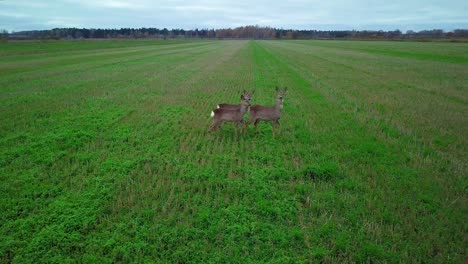 Vista-Aérea-De-Tres-Corzos-Europeos-Parados-En-El-Campo-Agrícola-Verde,-Día-De-Otoño-Nublado,-Disparo-De-Drones-De-Seguimiento-Medio