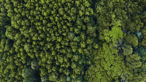 dar un paseo por el bosque y oler el aire fresco