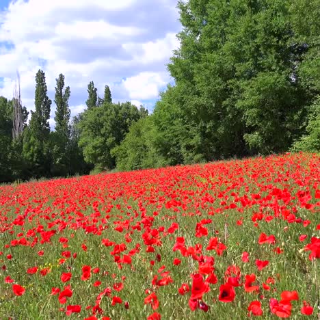 Schönes-Mohnfeld-Wildblumen-Blühen-In-Der-Nähe-Eines-Schönen-Alten-Steinhauses-In-Der-Provence-Frankreich-2