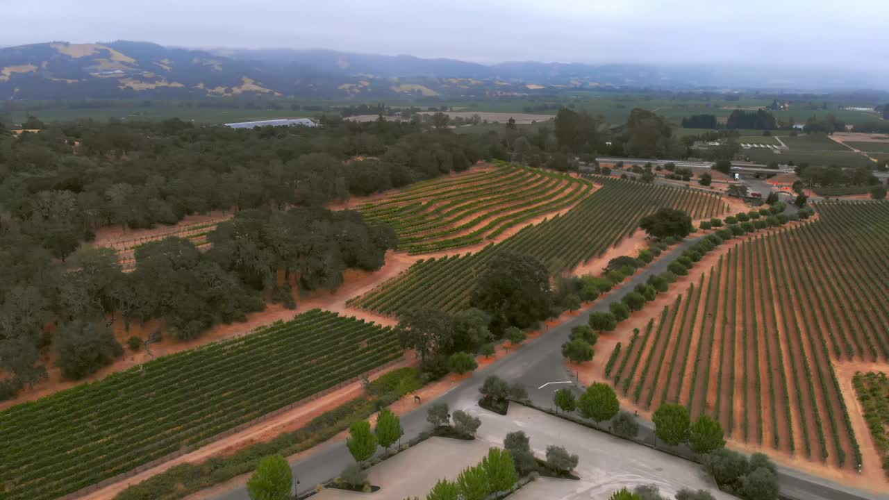 Aerial slow forward flight over contoured vineyard rows with trees and distant hills