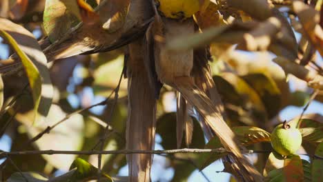 Group-of-speckled-mousebirds-with-long-tails-eating-a-ripe-guava-fruit,-close-up