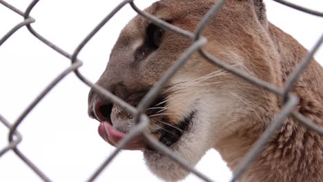 puma lame sus labios a través de la valla del santuario de la vida silvestre