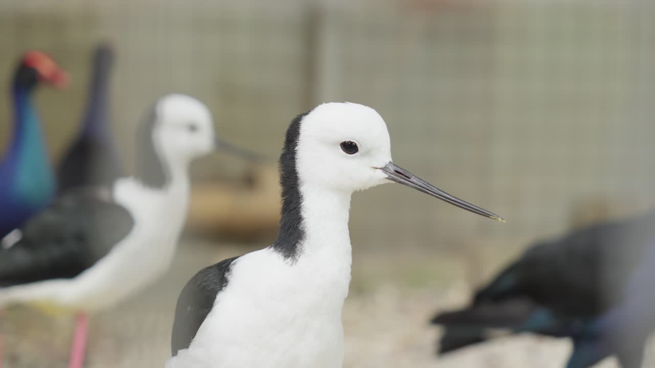 focalizado hermoso pájaro de pié de pié en un recinto con más pájaros