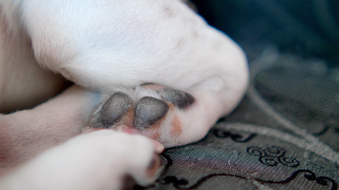 A dog plays on a soft surface showing its paws and prints. The camera captures the movement and texture of the dog's paws as it enjoys its time indoors in the afternoon