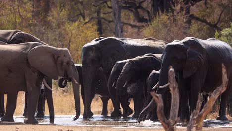 backlit elephant herd splash in shallow water hole on sunny african day