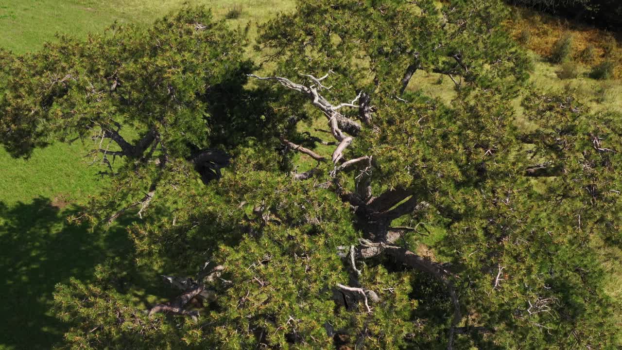 화창한 날 세르비아 카메나 고라에 있는 성스러운 소나무에서 뒤로 물러나는 항공 샷