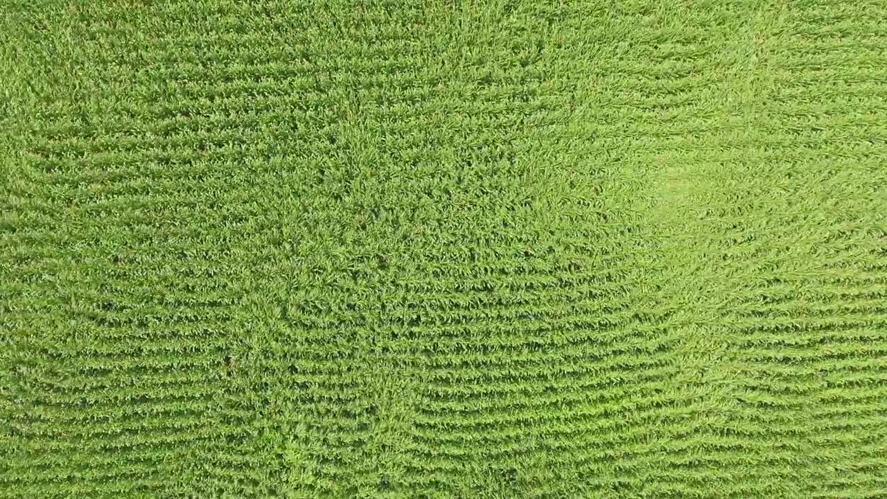 Vista aerea di un rigoglioso campo di mais verde in estate.