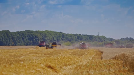 Ripe wheat field and blue sky with clouds. Heavy machinery gathering ripe wheat. Agricultural concept. Rural landscape. Wheat meadow.