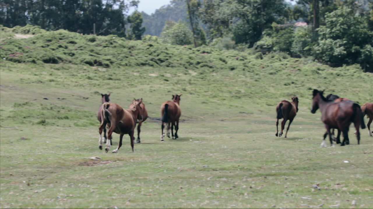caballo salvaje galopando hacia su manada en la llanura