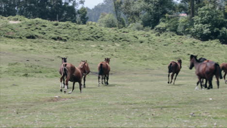 wild horse galloping toward its herd on plain