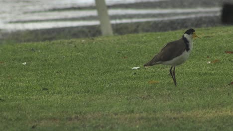 Plover-In-Heavy-Rain-Storm-Shaking-Water-Off-Australia-Victoria-Gippsland-Maffra