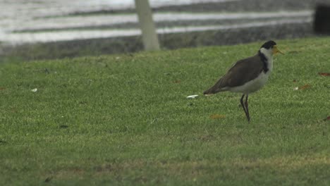 plover en una fuerte tormenta de lluvia sacudiendo el agua de australia victoria gippsland maffra