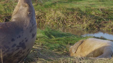 Atlantic-Grey-seals-in-breeding-season,-newborn-pups-with-white-fur,-mothers-nurturing-and-bonding-in-the-warm-November-evening-sun