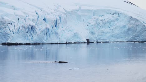 humpback whales dorsal fin, antarctica marine wildlife of whale back surfacing while swimming in ocean sea water with beautiful glacier and ice covered antarctic peninsula landscape scenery