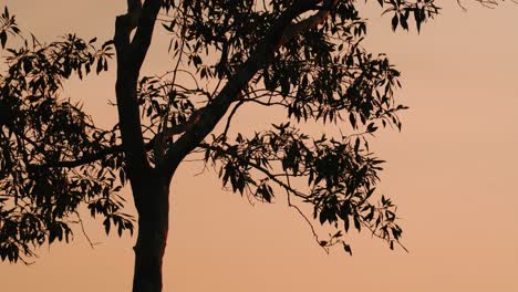 mangrove trees leave waving in sunset